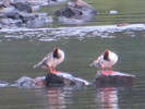 photo thumbnail #3