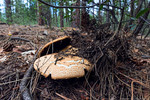 photo thumbnail #8