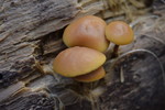photo thumbnail #1