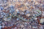 photo thumbnail #2