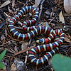Featured Detail Photo