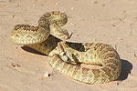 Featured Detail Photo