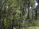 photo thumbnail #13