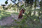 photo thumbnail #14