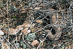 photo thumbnail #6