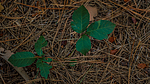 photo thumbnail #12