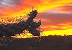 photo thumbnail #4