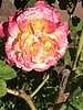 photo thumbnail #4