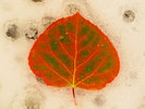 photo thumbnail #6