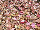 photo thumbnail #1