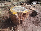 photo thumbnail #12
