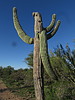 photo thumbnail #10