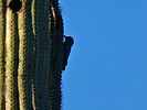 photo thumbnail #11