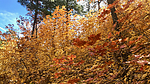 photo thumbnail #11
