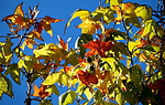 photo thumbnail #2