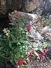 2018-10-31 :1: Ventana Canyon Wash :: Merianne