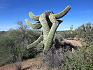 photo thumbnail #6