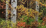 photo thumbnail #13