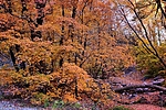 photo thumbnail #6