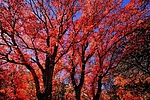 photo thumbnail #12