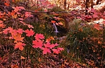 photo thumbnail #14