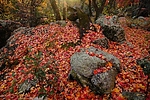 photo thumbnail #6