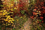 photo thumbnail #8