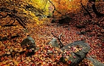 photo thumbnail #15
