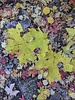 photo thumbnail #12