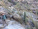 photo thumbnail #5