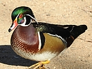 photo thumbnail #1