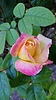 photo thumbnail #12