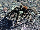 photo thumbnail #4