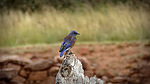 photo thumbnail #9