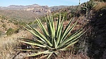 photo thumbnail #4