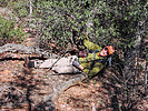 photo thumbnail #5