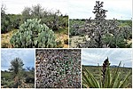 2018-11-22 :2: Tortilla Mountains - AZT #15 :: tibber