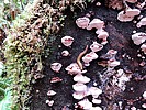 photo thumbnail #8