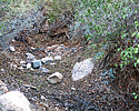 2018-12-09 :1: White Canyon Upper - SW Approach FR319 :: Grasshopper