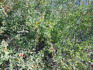 photo thumbnail #8