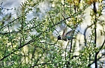 photo thumbnail #12