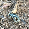 2018-12-28 :2: Hope Camp Trail :: thirstylizard