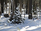 photo thumbnail #6