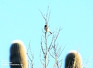photo thumbnail #5