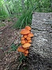 photo thumbnail #10
