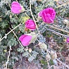 photo thumbnail #8