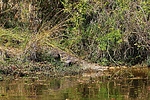 photo thumbnail #10