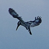 photo thumbnail #12