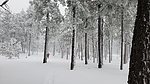 photo thumbnail #3