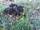 photo thumbnail #2